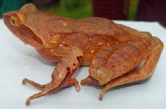 Glandular horned toad